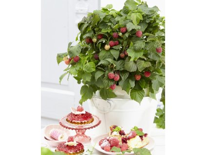 Maliny 'BonBonBerry® Yummy Balkónové