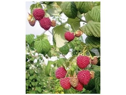 Zakrslý maliník Ruby Beauty®