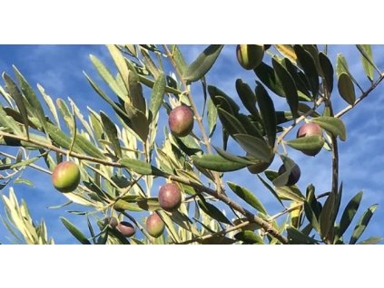 olivovník Picual