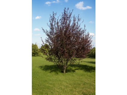 Slivoň myrobalán 'Nigra'