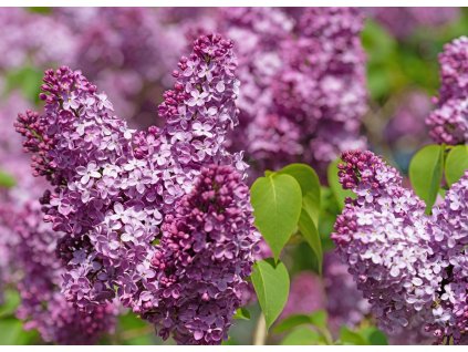 Šeřík Charles Joly (syringa vulgaris)