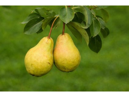 Hrušeň asijská EARLY SHU