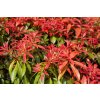 Pieris Japonica Forest Flame