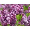 Šeřík Charles Joly (syringa vulgaris)