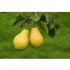 Hrušeň asijská EARLY SHU