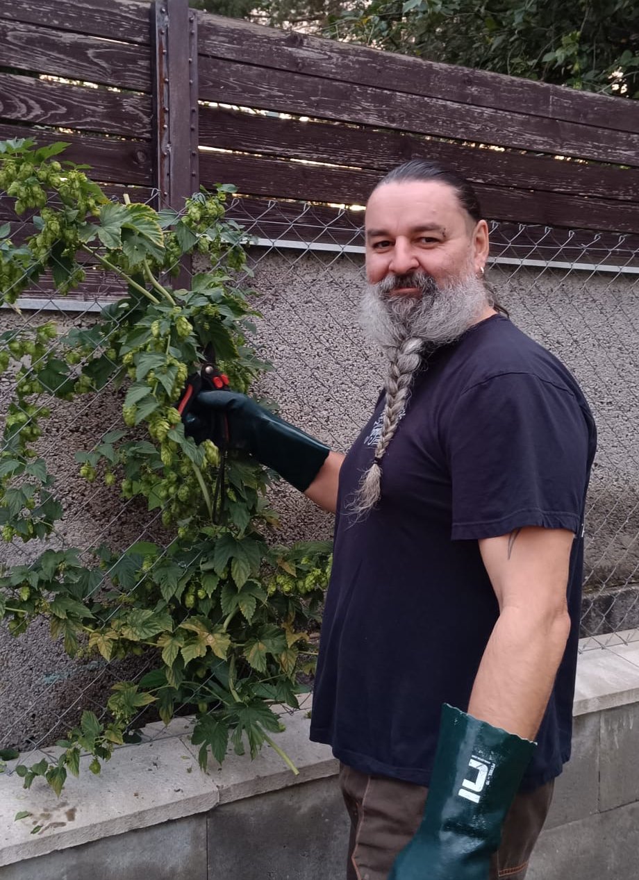 Sklízeli jsme úrodu chmele