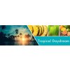 Tropical Daydream Fragrance Notes af2b0d49 03a5 491d 8135 affe6fcd0c7b