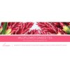 wildflower ginger tea 1 docht kerze 198g 2
