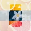 Midnight Jasmine Ingredients Jar 9188f0b3 0d97 4a27 a0dd 4006f68d69ac