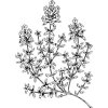 Tymiánový olej 100% Alteya Organics 5 ml antibakteriálny/antiseptický
