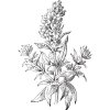 Yzopový olej 100% Alteya Organics 10 ml imunita