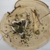 Echinacea purpurová - vňať celá - Echinacea purpurea - Herba echinaceae 250 g