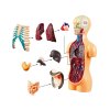 pol pl Zestaw edukacyjny Model anatomiczny CIALO CZLOWIEKA organy 11ele ZA5200 21122 5