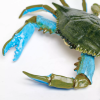 236226 3 modry krab