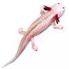 240846 3 axolotl