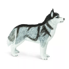 237786 2 sibirsky husky