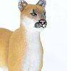 238068 7 puma floridska