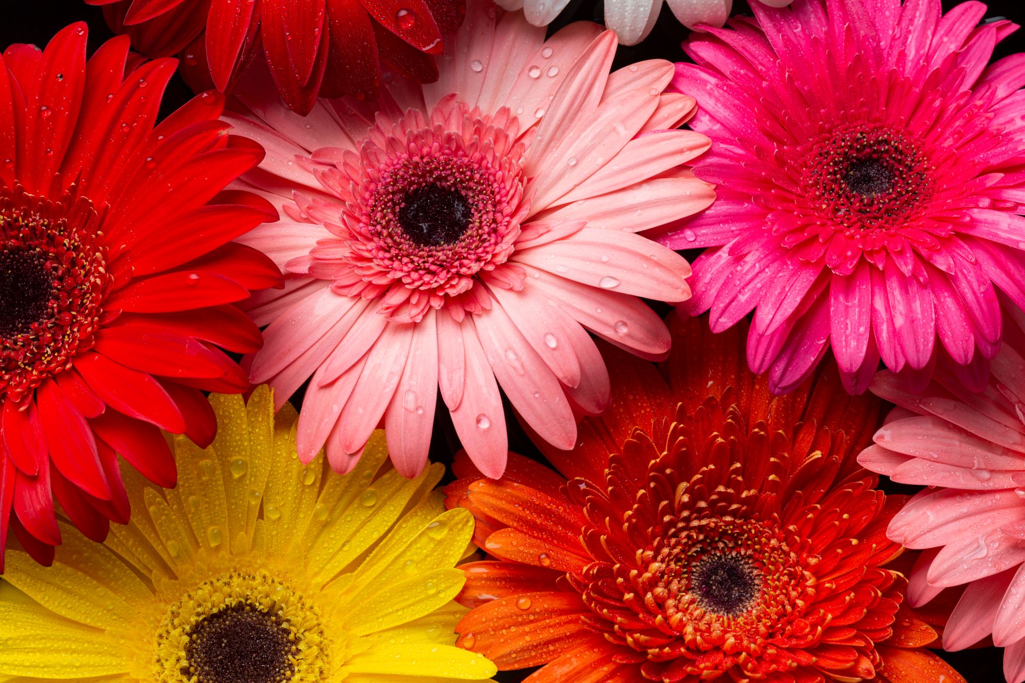 Květomluva a GERBERA -symbol radosti, upřímnosti a přátelství