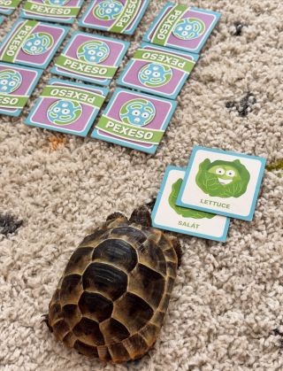 U nás si přijde na své opravdu každý 😁🤍 #zabavaprocelourodinu #jazyckuvsvet #pexeso #zelva