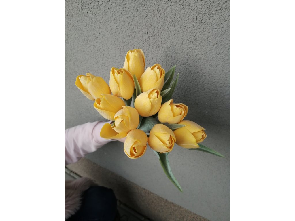 tulipan zluta duhova