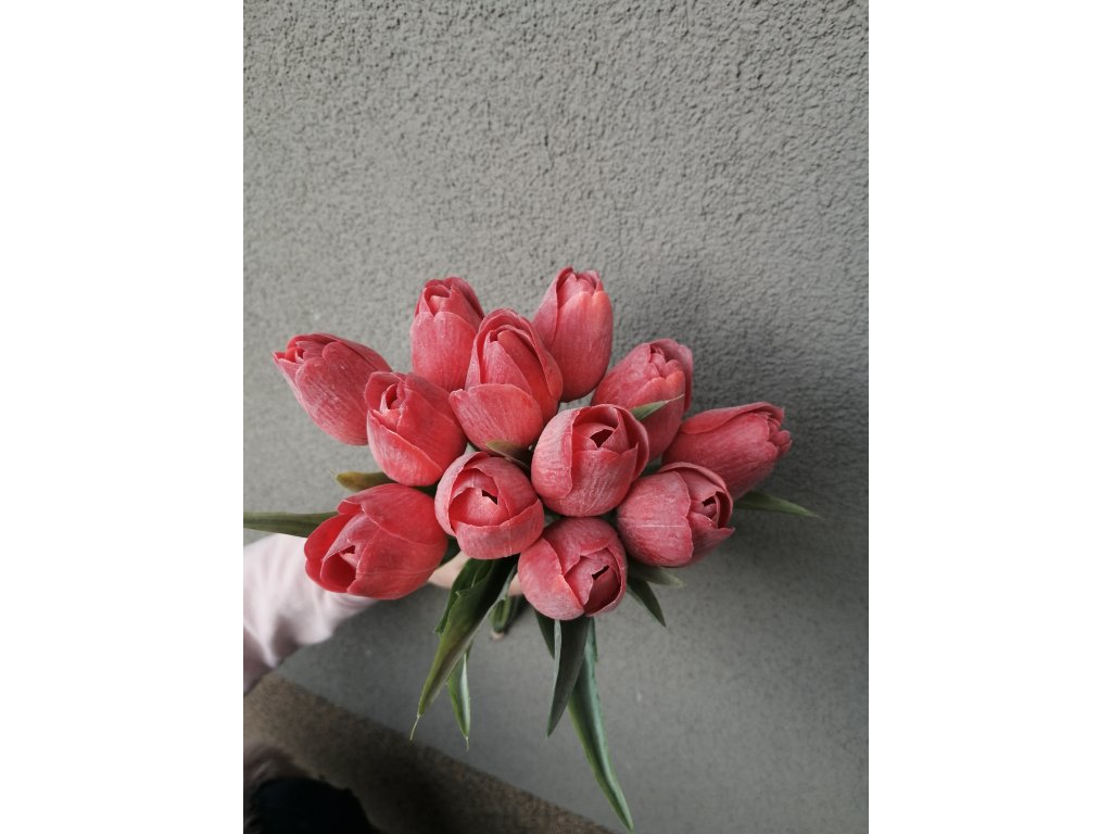 tulipan cervena