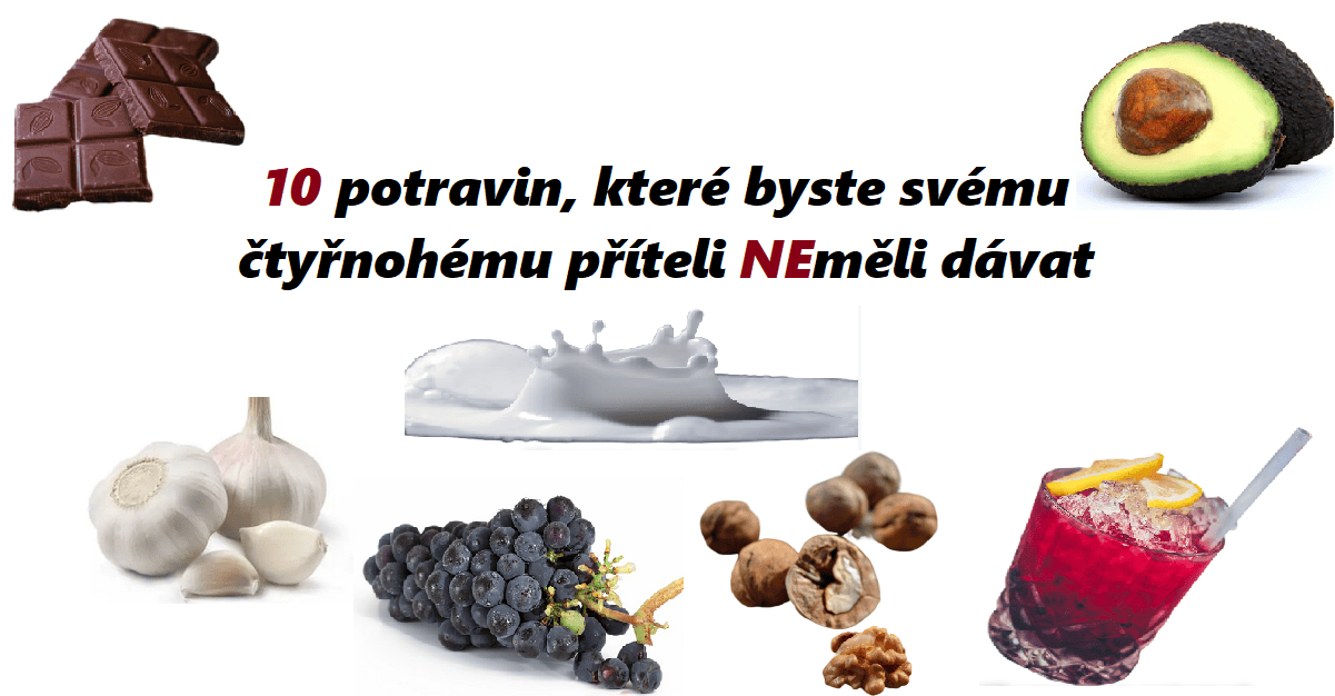 Tohle by pes nikdy neměl jíst