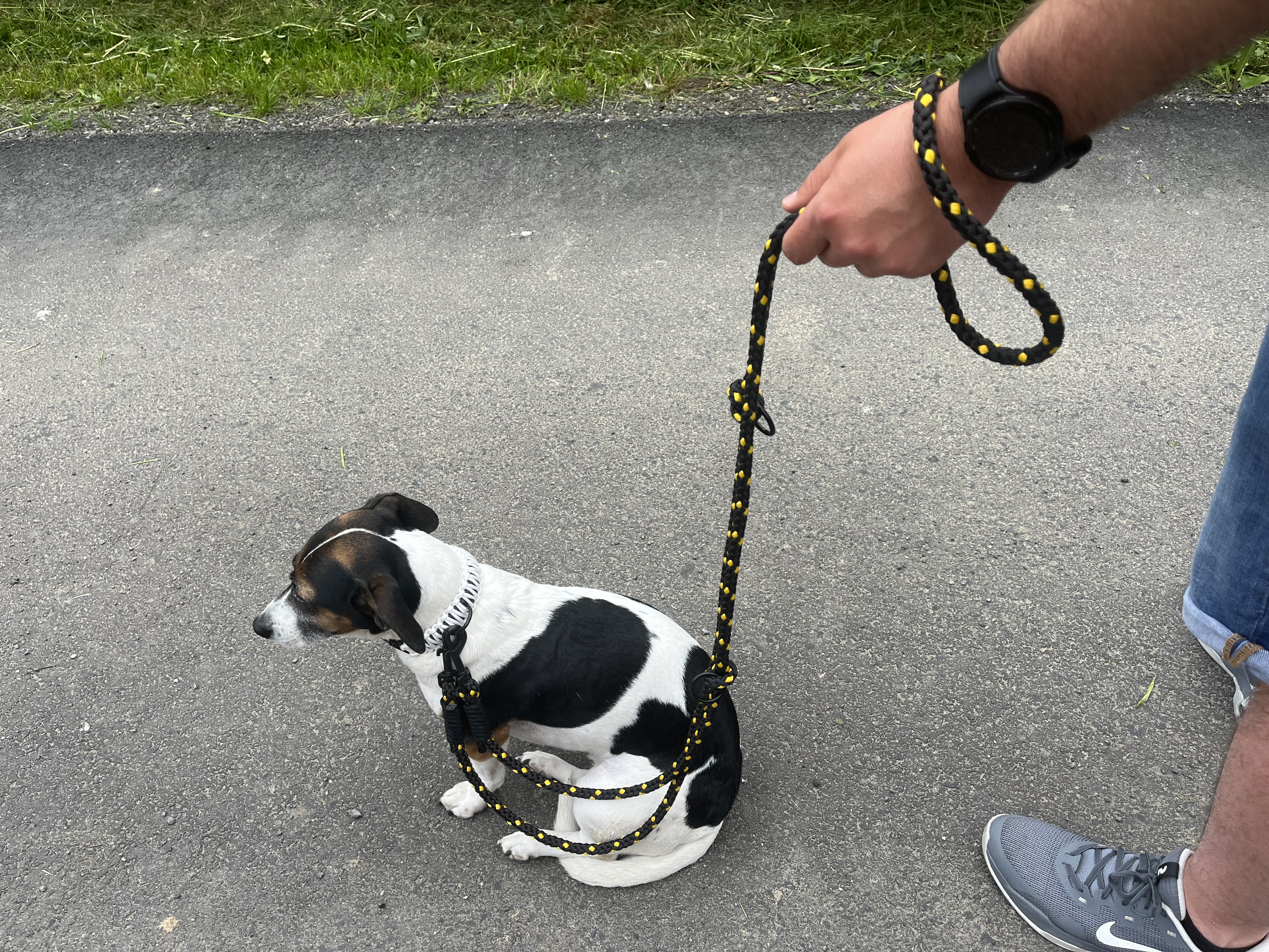 Proč psi táhnou na vodítku a jak je naučit chodit po boku