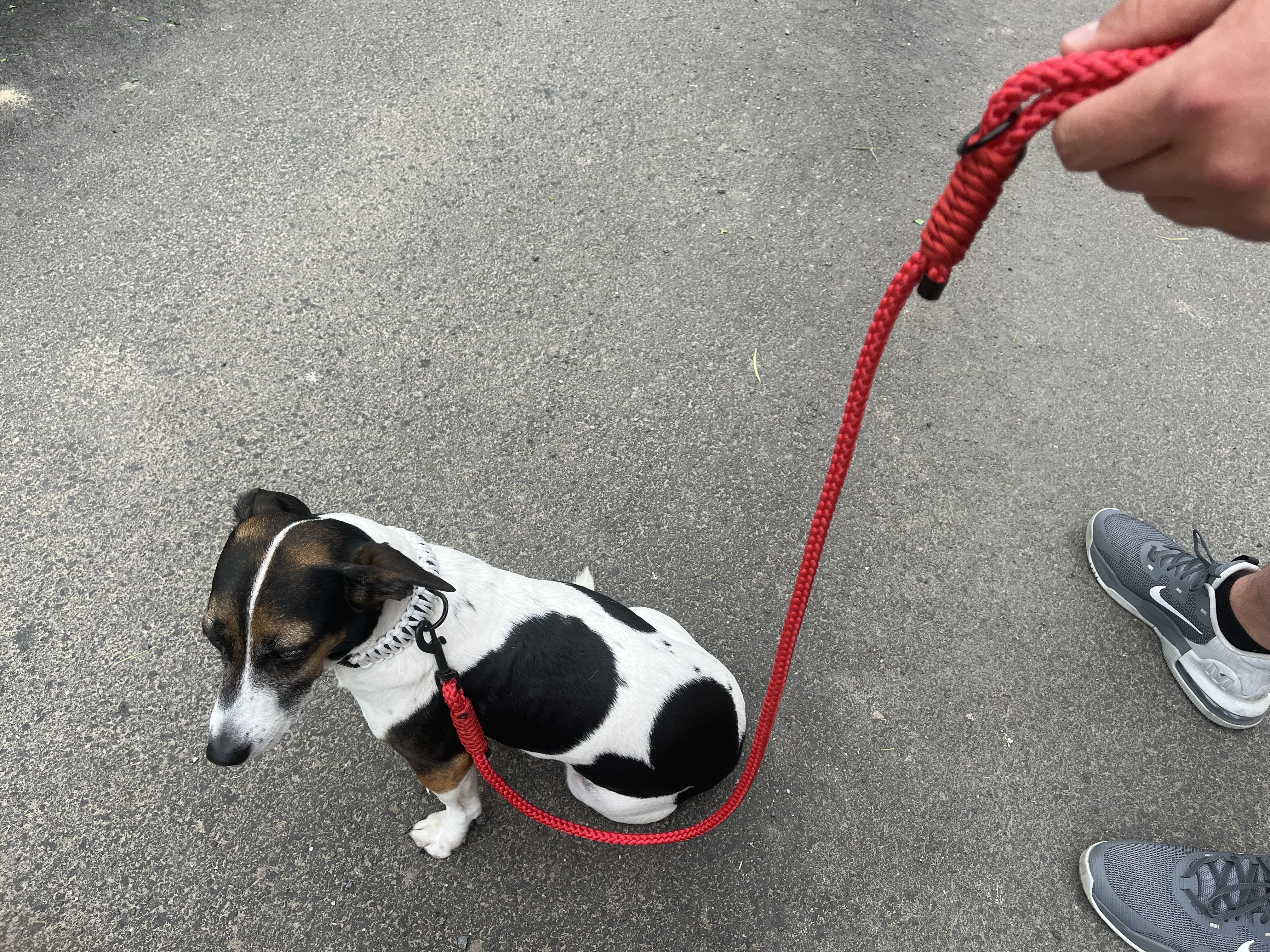 Jak vybrat to správné vodítko?