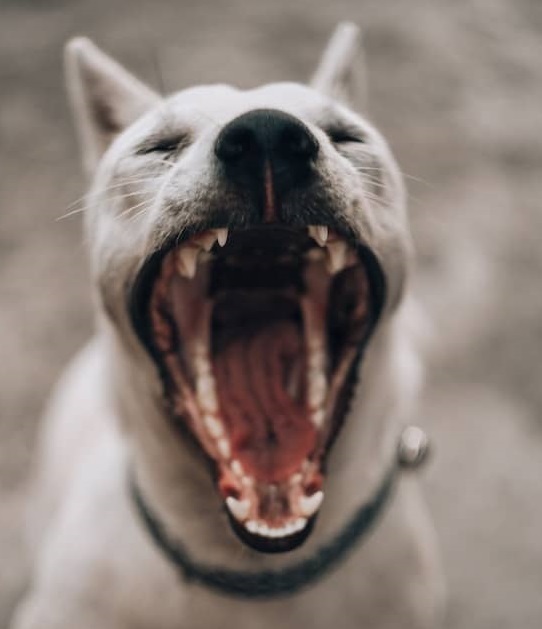 Ústní hygiena psa - dentální hygiena