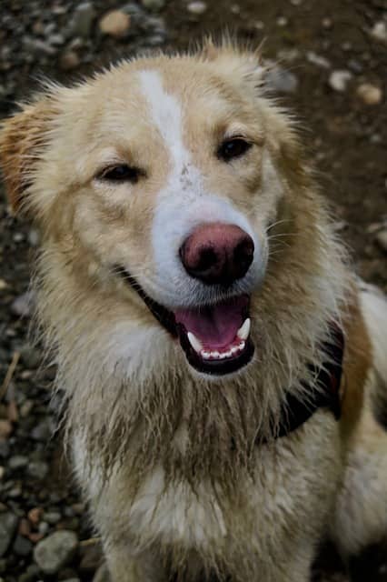 Přezubování u psů: Důležitý mezník ve vývoji