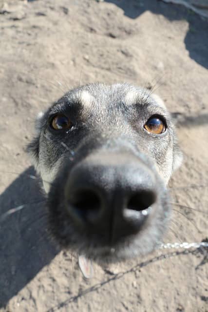 Jak mi pes projevuje svoji lásku?