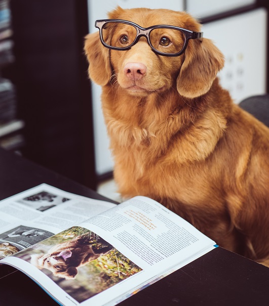 Jak vybrat psa? Plemena pro každý druh aktivity