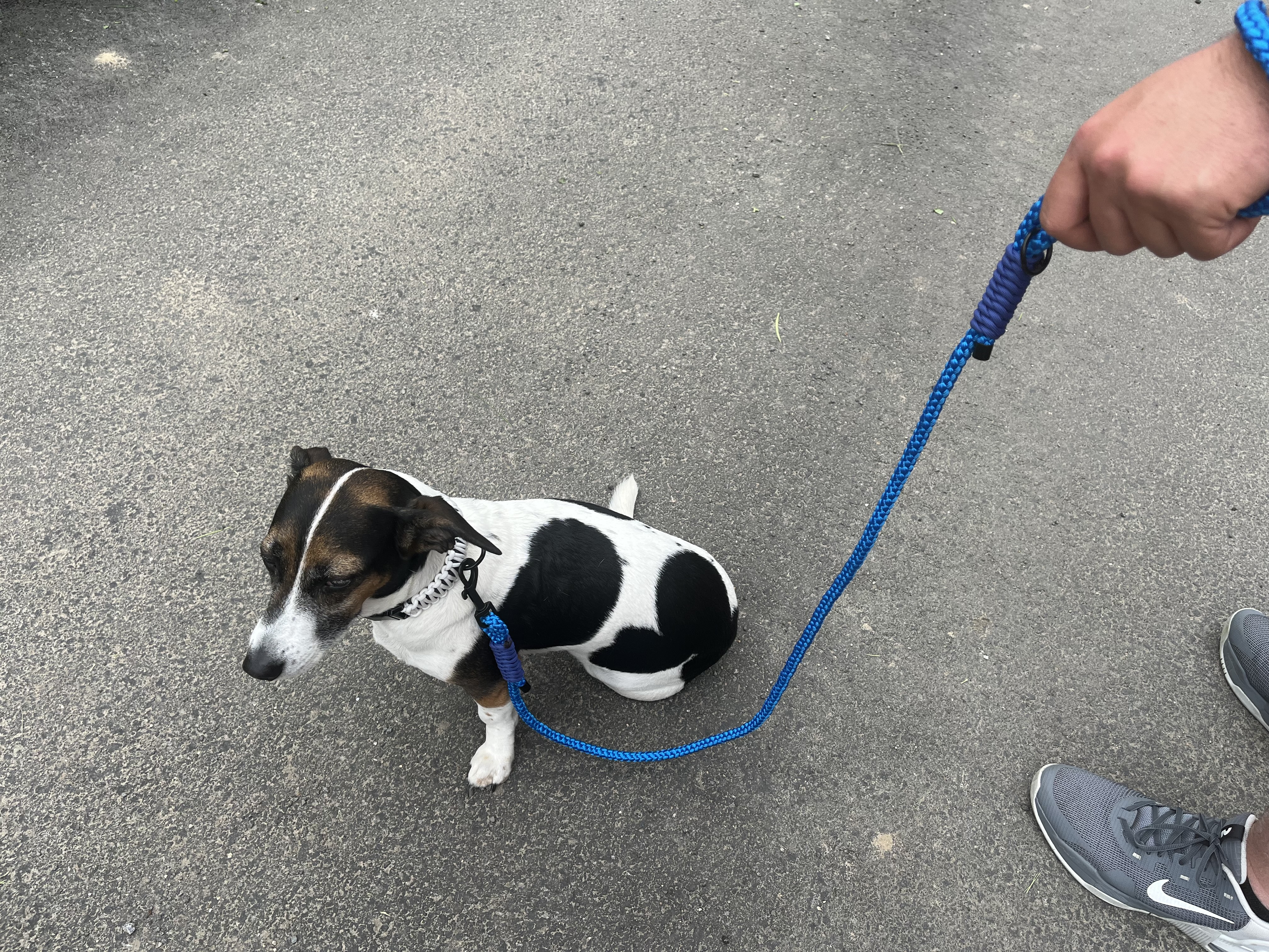 Klasická vodítka pro psy: Spolehlivost a jednoduchost, které vás přesvědčí