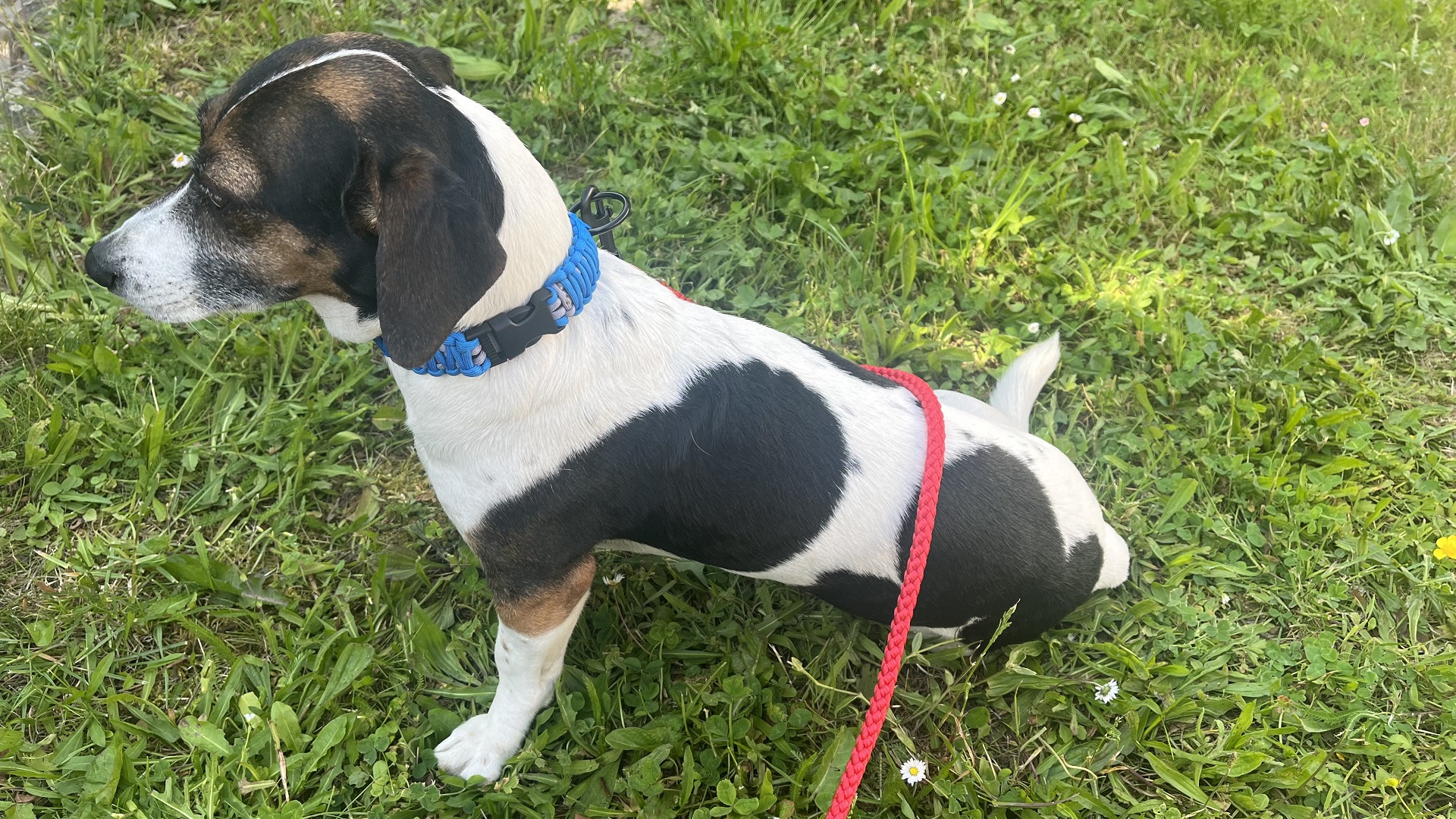 Význam pravidelného cvičení pro zdraví vašeho psa