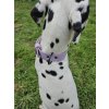 Fialový obojek pro psy, obojek pro psy z pravé hovězí kůže, obojek na dalmatinovi Chelsea 1(1)