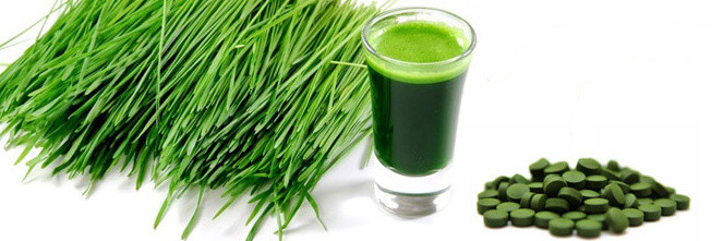 Je dobré užívat chlorellu i  ječmen  současně?