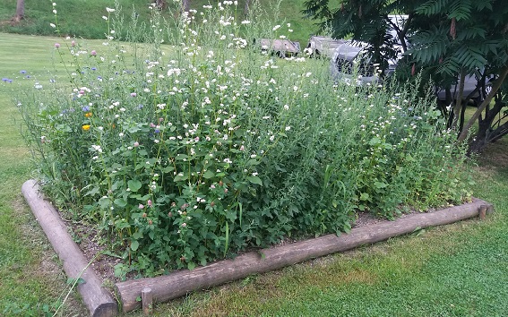 Hmyzí kúsok v Jedlej Záhrade