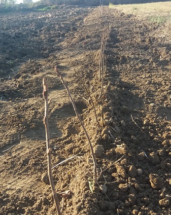 Zasadil som žitko, nebudem ho žať