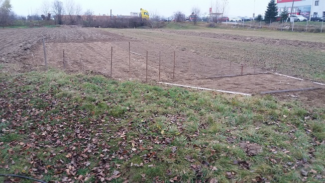 Cesnak už je v zemi znova