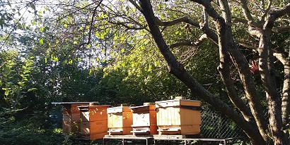 Včely na Vašej Jedlej Záhrade