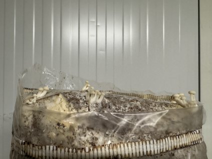 Penízovka sametonohá - zahrádka