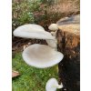 pleurotus ostreatus 2