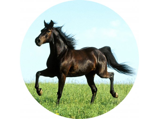 Koně - Jedlý obrázek - OK10