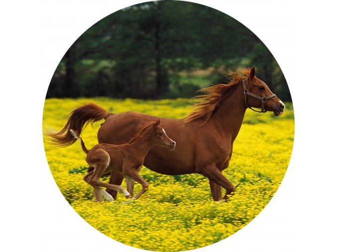 Koně - Jedlý obrázek - OK12