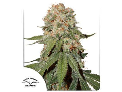 orange bud