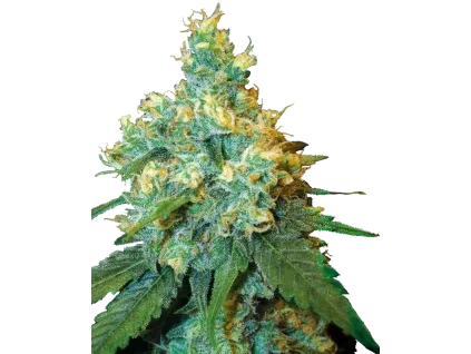 0000764 jack herer feminized seeds 800