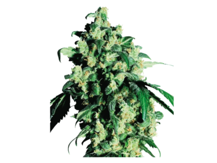 skunk