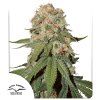orange bud