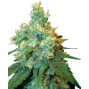 0000764 jack herer feminized seeds 800