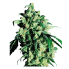 skunk